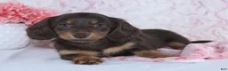 Miniature Dachshund dogs for sale: Darcie - Ad 3