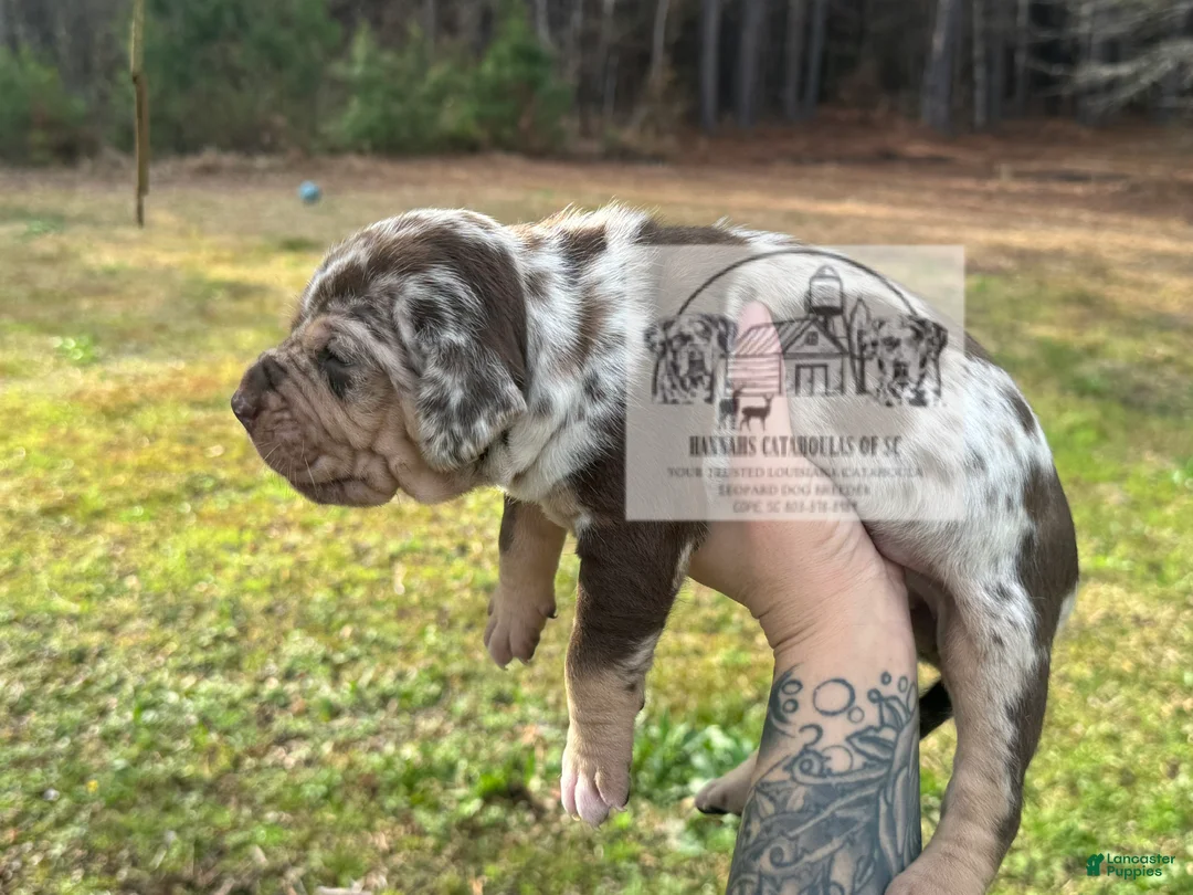 Catahoula Leopard Dog dogs for sale: Girl 1 - Ad 5