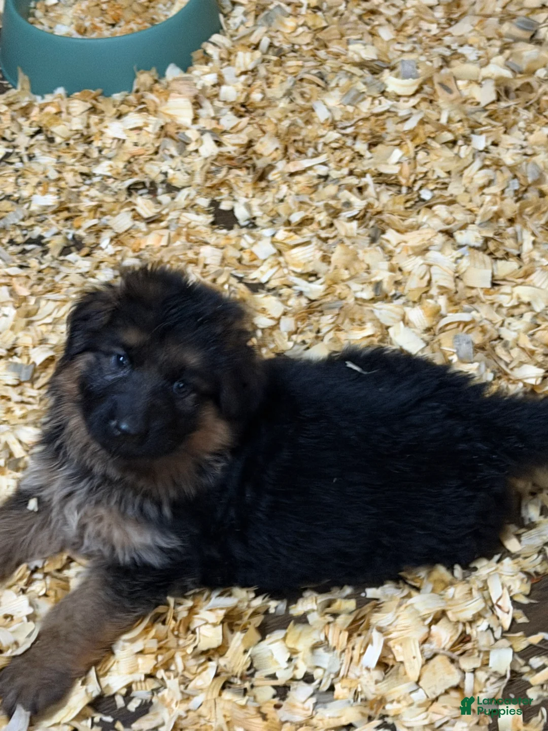 German Shepherd dogs for sale: Jax  - Ad 1
