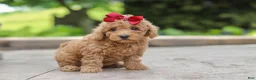 Maltipoo dogs for sale: Lottie - Ad 3