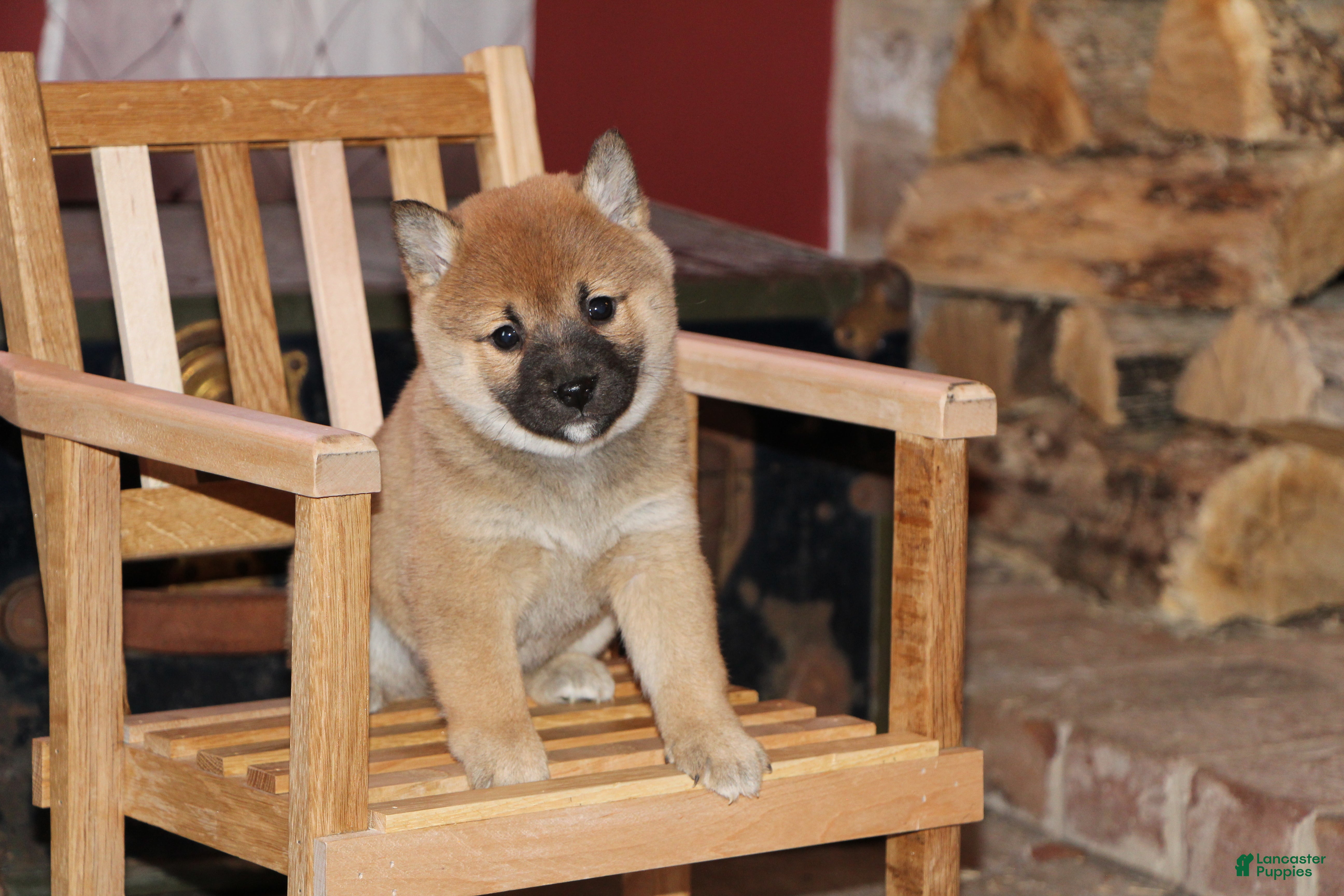 Shiba Inu dogs for sale: Shiba Inu Puppy 5 - Ad 3