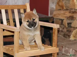 Shiba Inu dogs for sale: Shiba Inu Puppy 5 - Ad 3