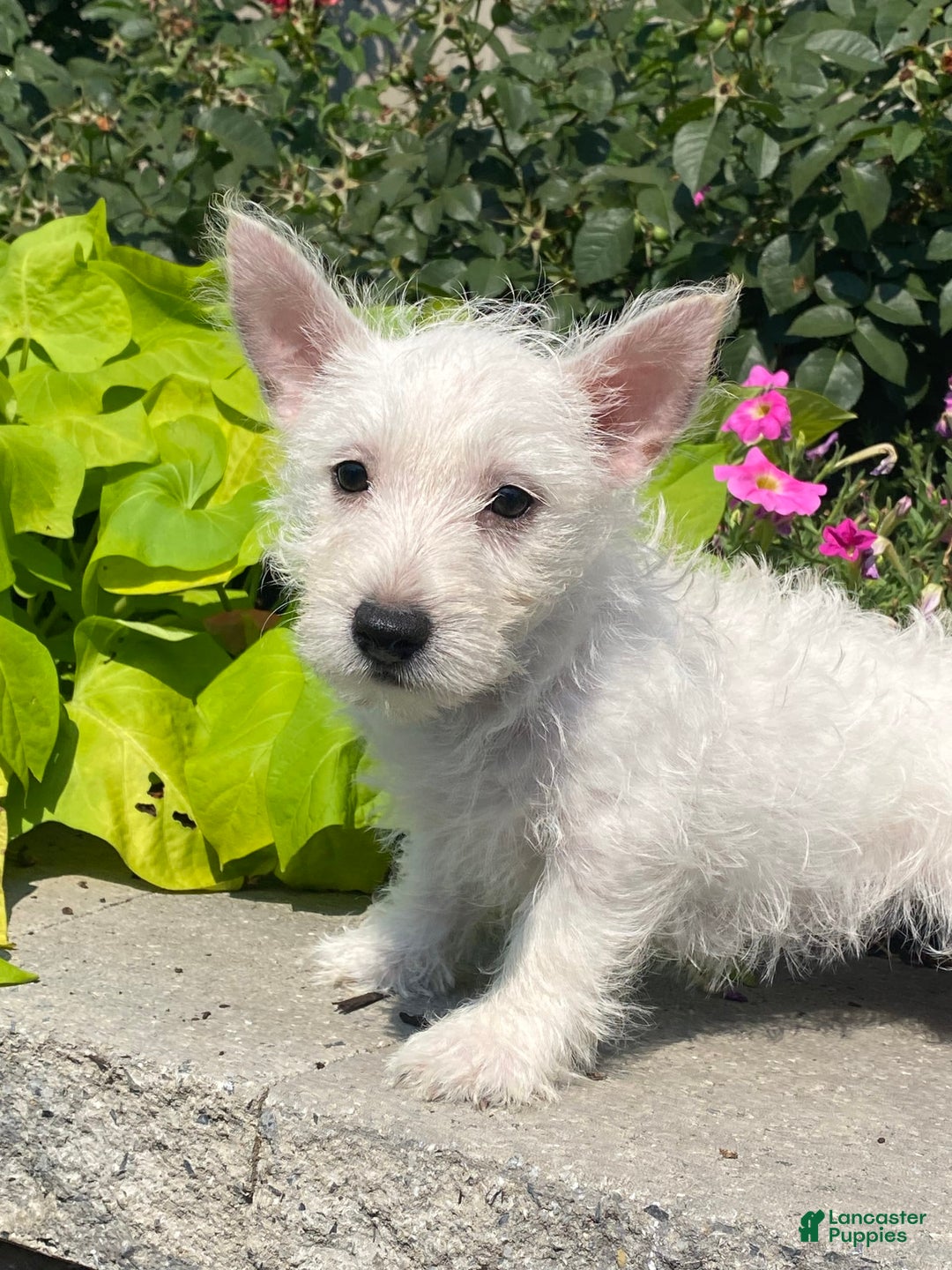 West Highland Terrier dogs for sale: Wanda - Ad 7