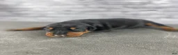 Doberman Pinscher dogs for sale: Phantom's Goat of the NBA "LeBron James'"''European - Ad 1