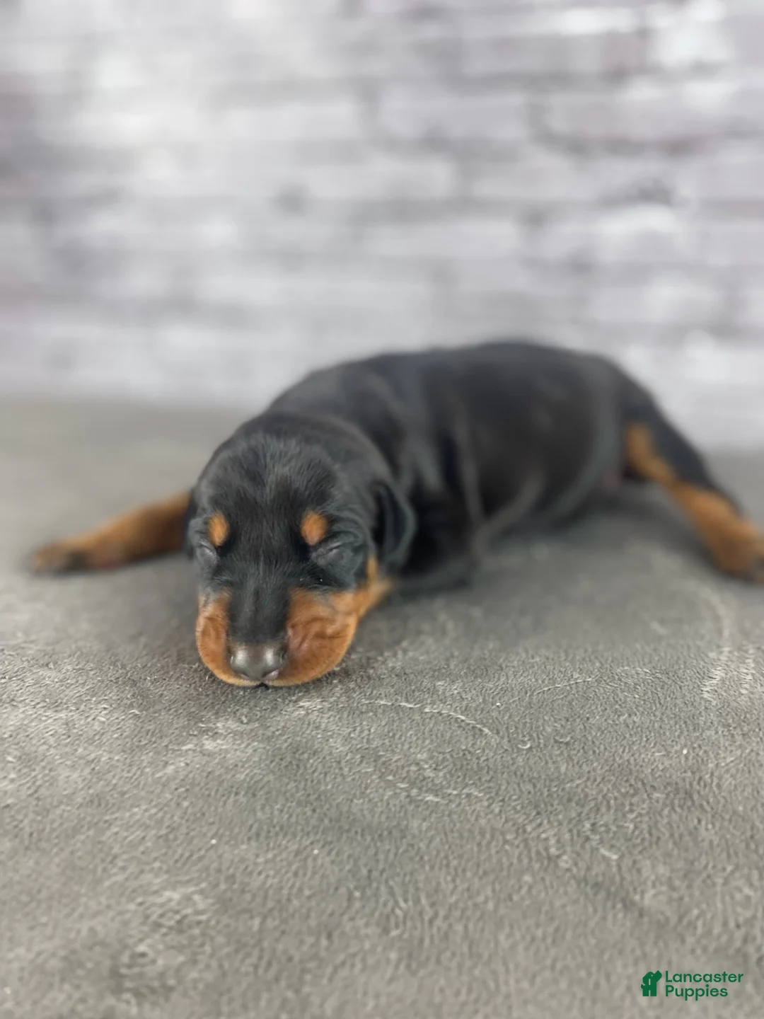 Doberman Pinscher dogs for sale: Phantom's Goat of the NBA "LeBron James'"''European - Ad 1