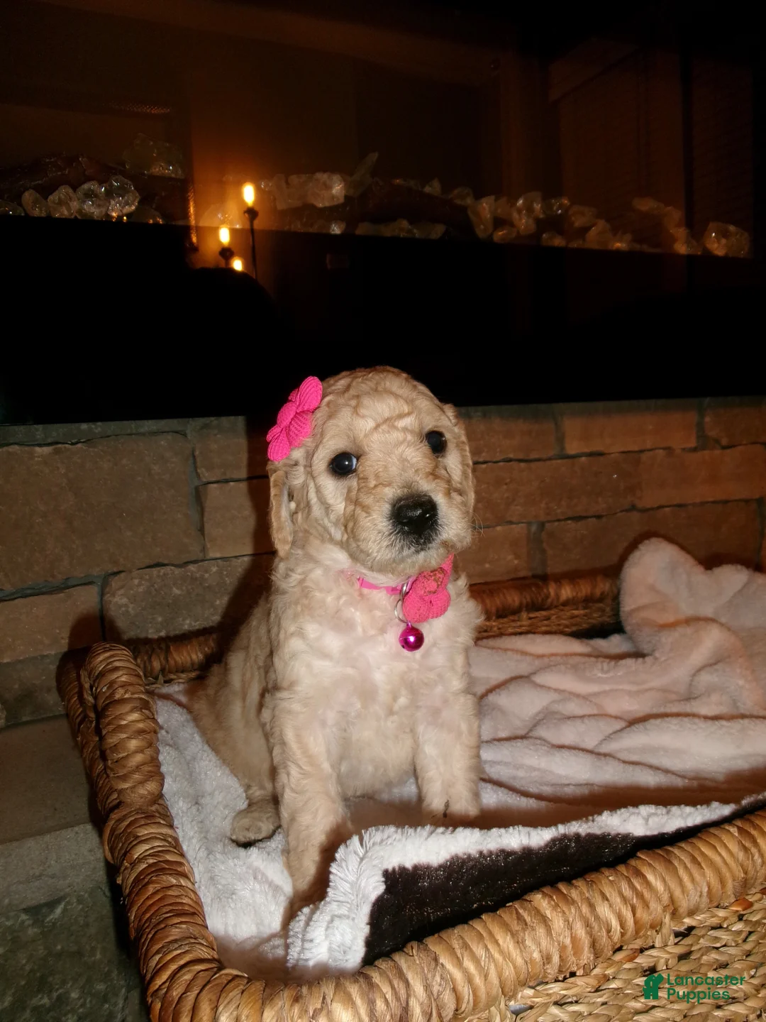 Goldendoodle dogs for sale: Goldendoodle Puppy 5 - Ad 1