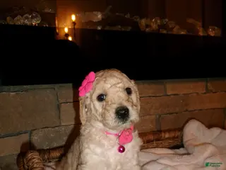 Goldendoodle dogs Goldendoodle Puppy 5 - Ad 37