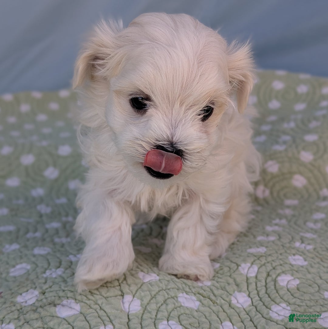 Maltese dogs for sale: Crescent - Ad 8