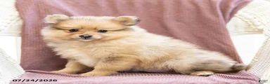 Archie
