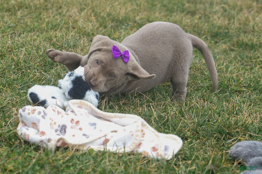 Labrador Retriever dogs for sale: KATHY - Ad 1