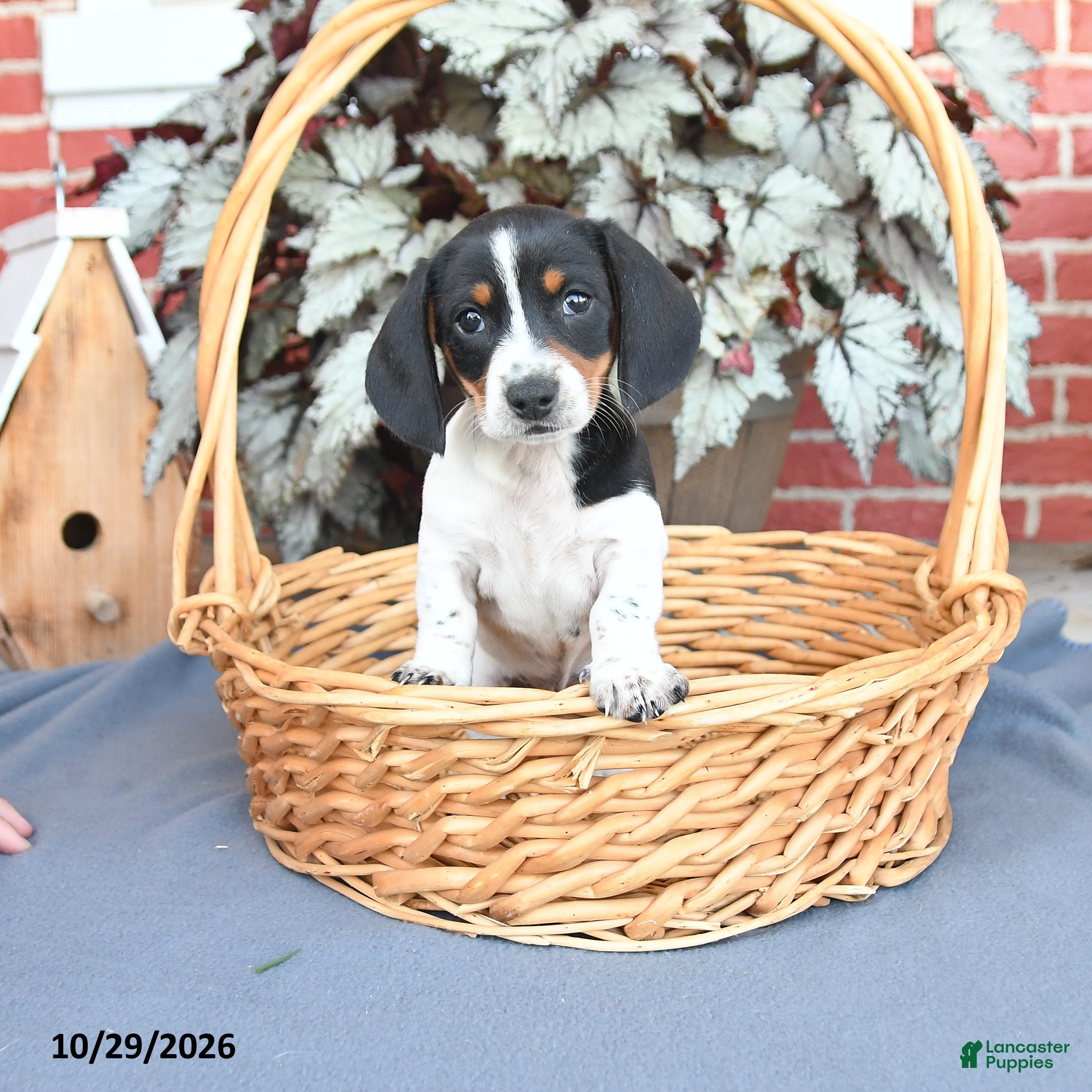 Miniature Dachshund dogs for sale: Prince    - Ad 1