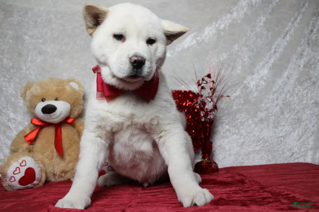 Akita dogs for sale: Jack  - Ad 2