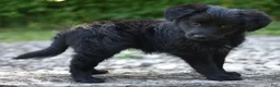 Bordoodle dogs for sale: Remy - Ad 4