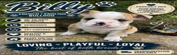 Mixed Breed dogs for sale: Billy - Ad 1