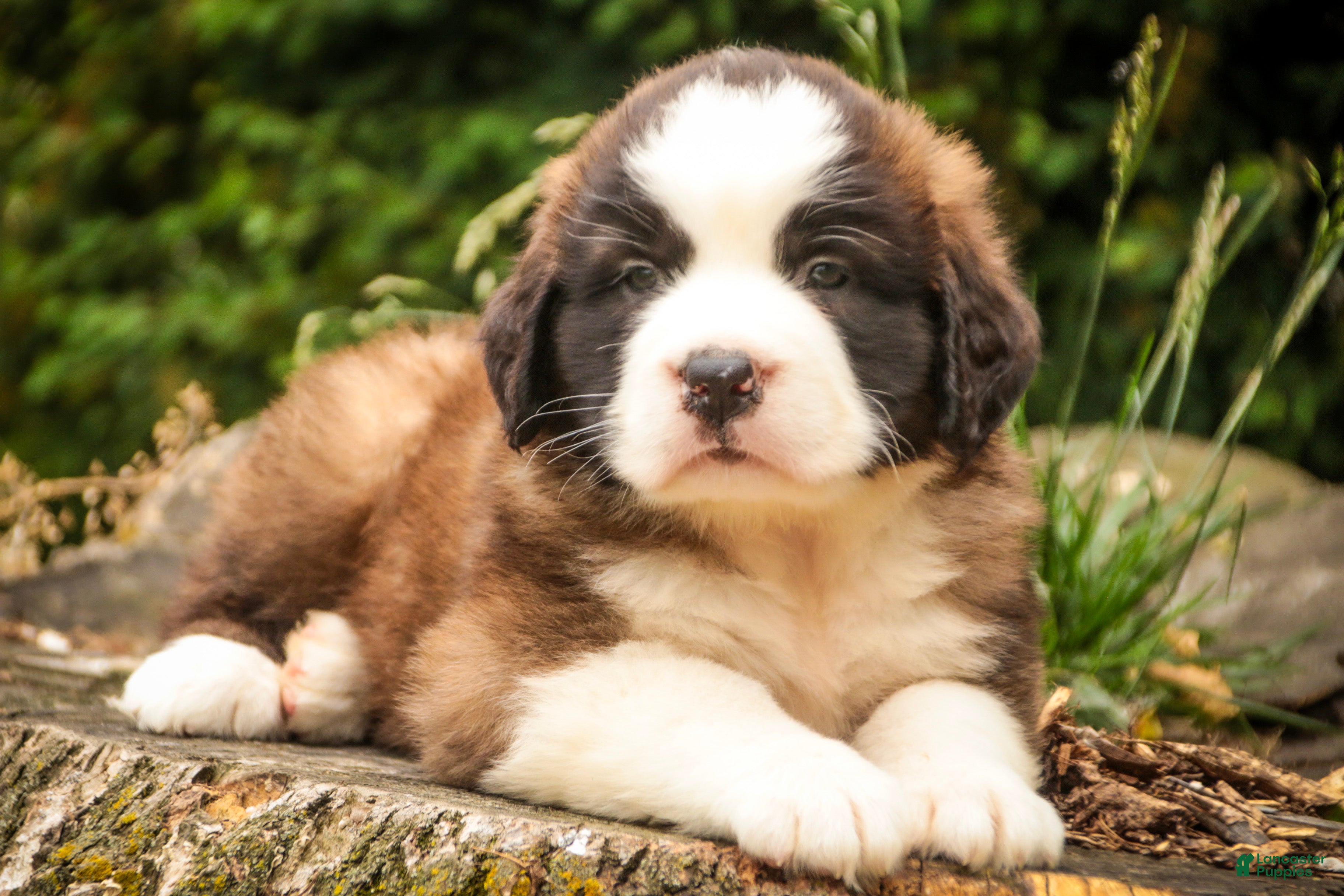 Saint Bernard dogs Winston - Ad 1