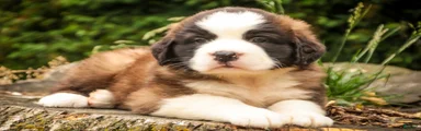 Winston