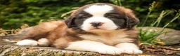 Saint Bernard dogs for sale: Winston - Ad 1