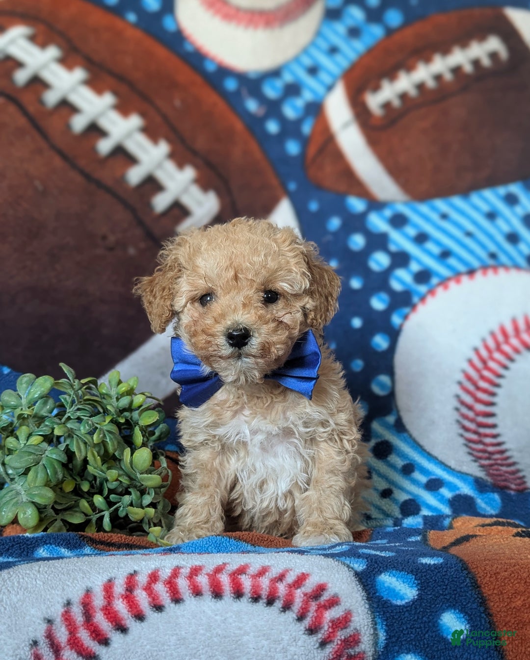 Miniature Poodle dogs for sale: Clark 9 lbs full grown - Ad 2