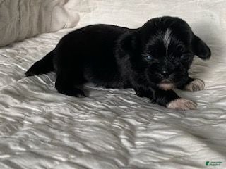 Shih Tzu dogs Shih Tzu 5 - Ad 5