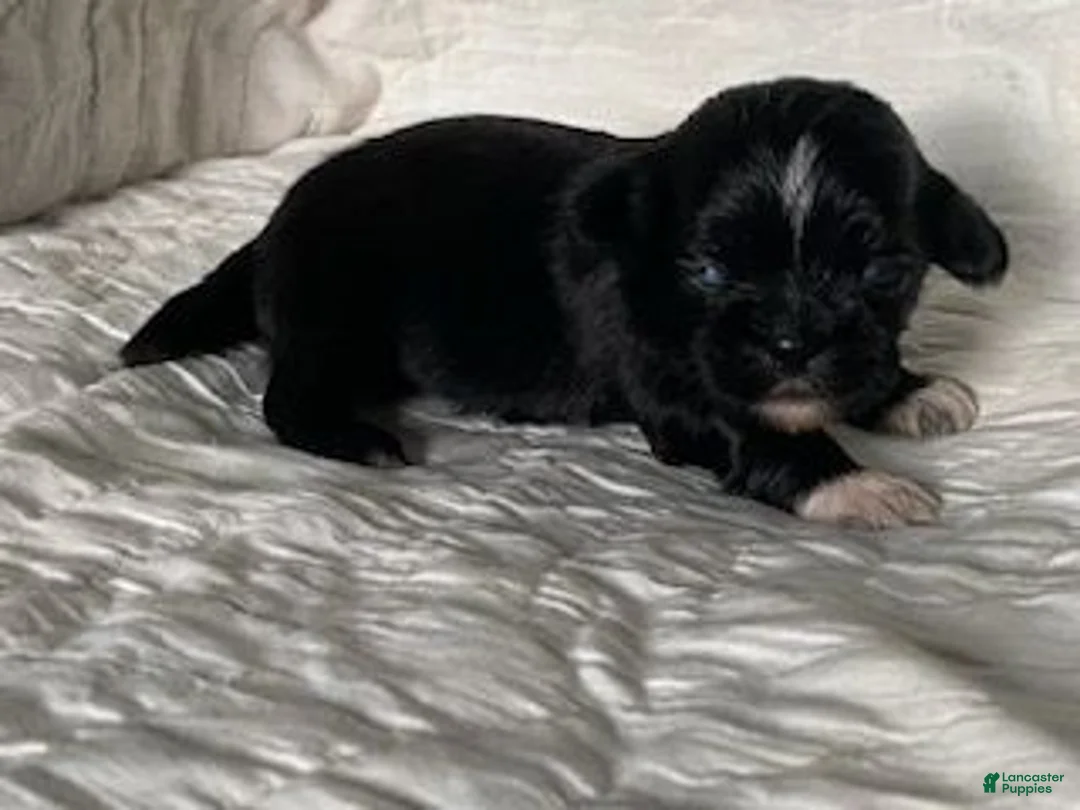 Shih Tzu dogs for sale: Shih Tzu 5 - Ad 1
