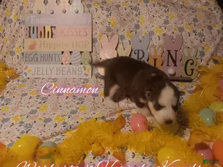 Siberian Husky dogs for sale: Siberian Husky Puppy 5 - Ad 2