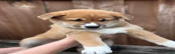 Shiba Inu dogs for sale: Meatball - Ad 6