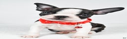 Boston Terrier dogs for sale: Wilson - Ad 6