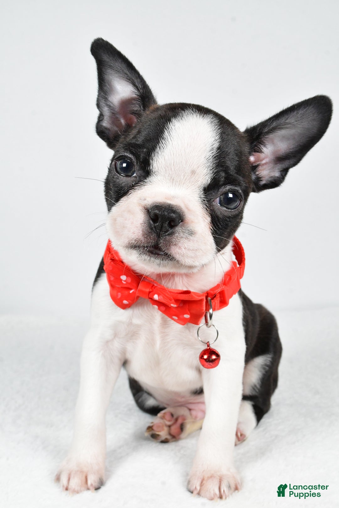 Boston Terrier dogs for sale: Wilson - Ad 6