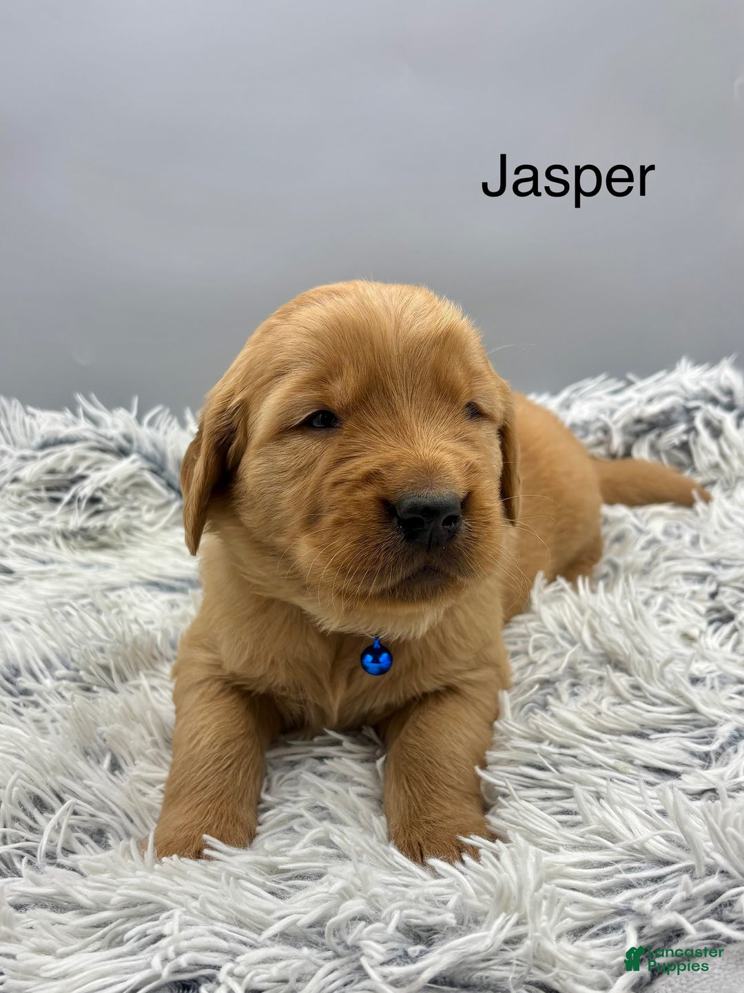 Golden Retriever dogs for sale: Golden Retriever Puppy - jasper - Ad 3