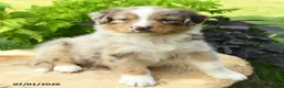 Australian Shepherd dogs for sale: Paisley - Ad 2