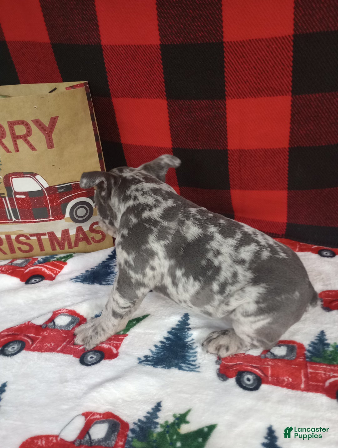 French Bulldog dogs for sale: Ian  - Ad 5