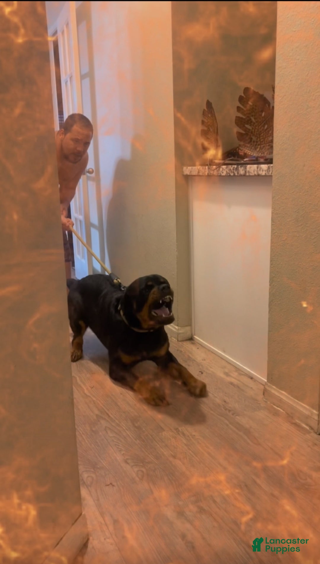 Rottweiler dogs for sale: 3rd Pick Female - Ad 4