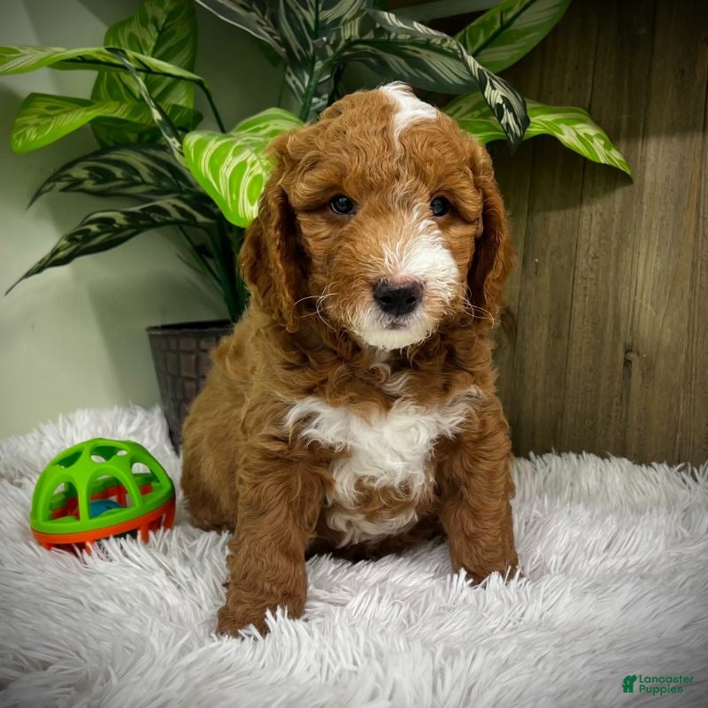 Mini Goldendoodle dogs Bravo (Miniature Boy) - Ad 9