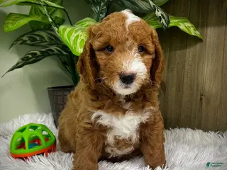 Mini Goldendoodle dogs Bravo (Miniature Boy) - Ad 14