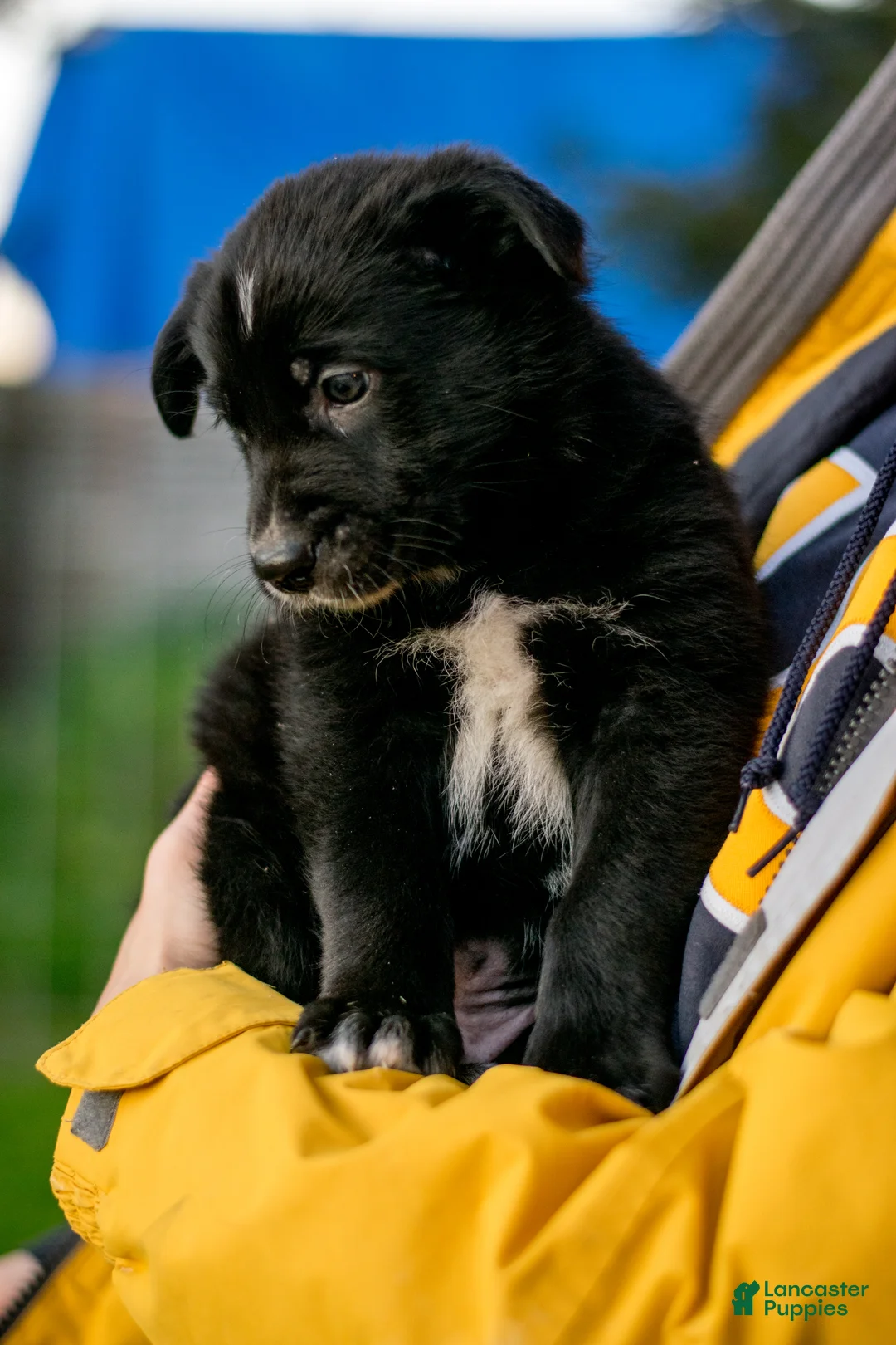 Mixed Breed dogs for sale: Mixed Breed Puppy 3 - Ad 1