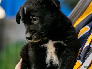 Mixed Breed dogs Mixed Breed Puppy 3 - Ad 29