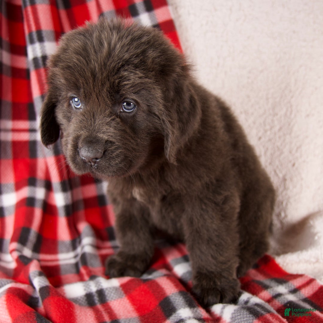 Newfoundland dogs for sale: Honey - Ad 4