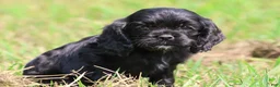 Mixed Breed dogs for sale: Dream - Ad 3