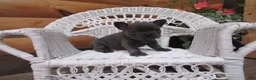 French Bulldog dogs for sale: AKC Bluebell - Ad 9