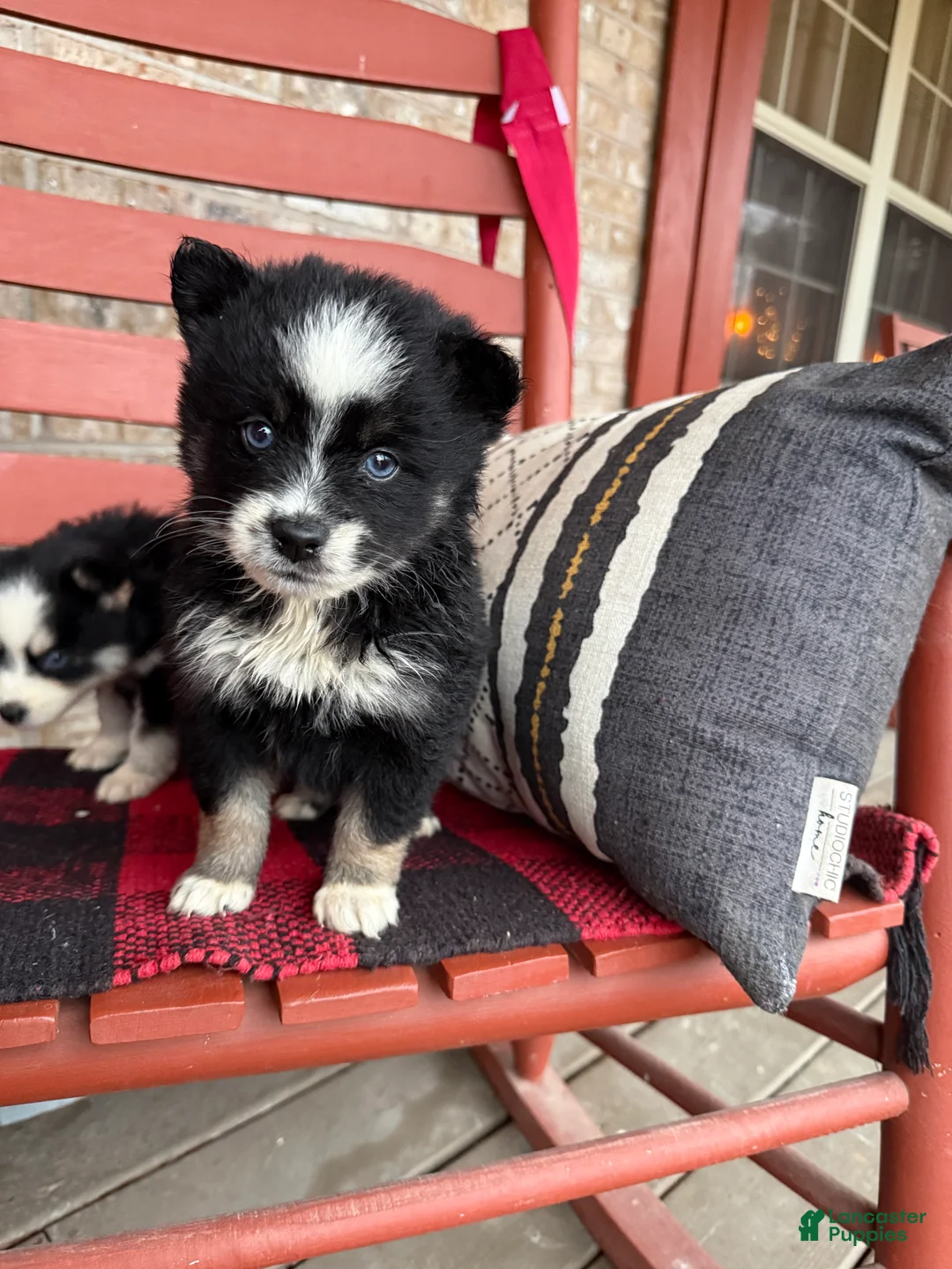 Pomsky dogs for sale: Oreo - Ad 2