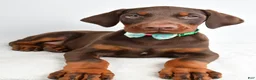 Doberman Pinscher dogs for sale: Harlan - Ad 4