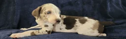 Catahoula Leopard Dog dogs for sale: Gabby F2025 M3 Catahoula puppy - Ad 26