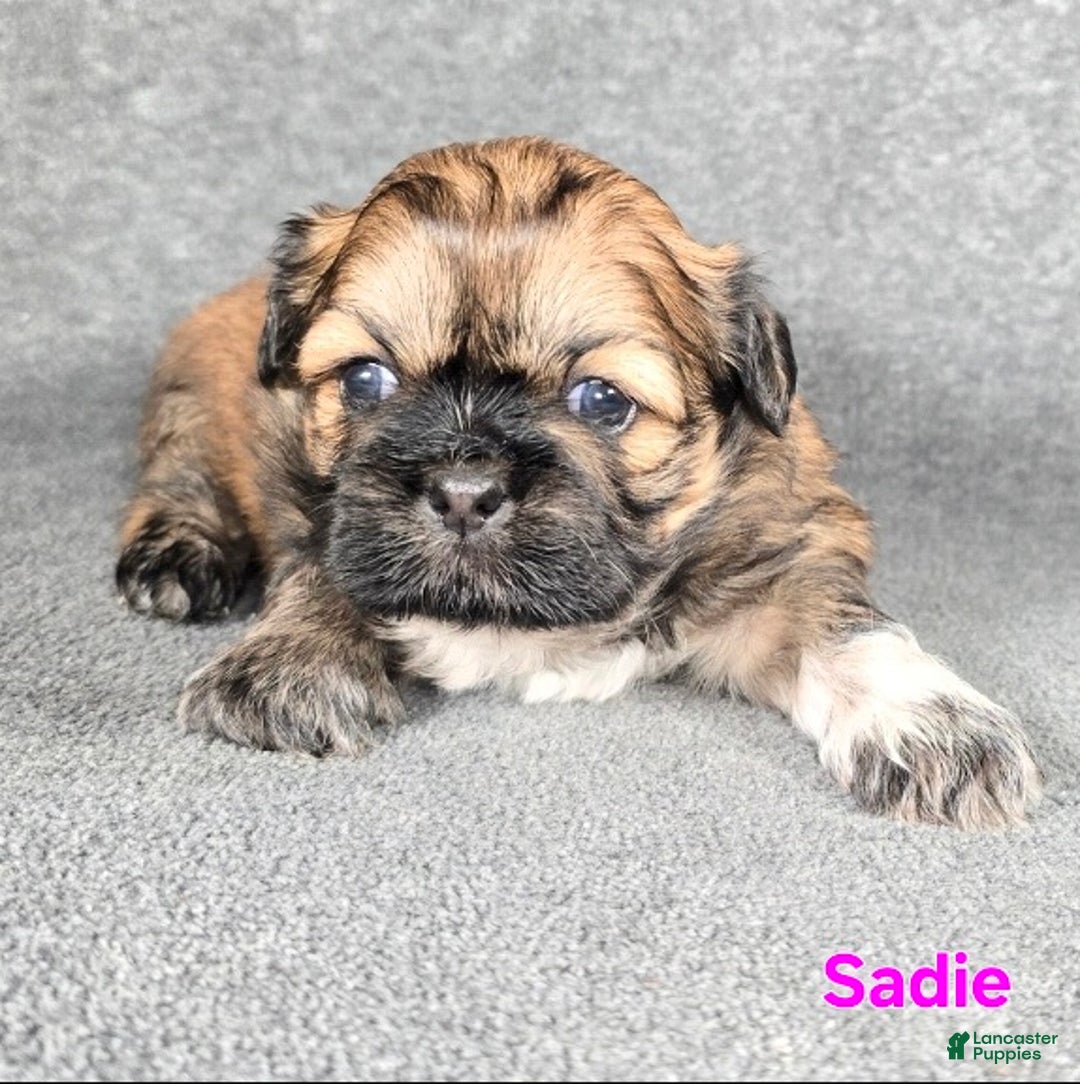 Shih Tzu dogs for sale: Sadie - Ad 4