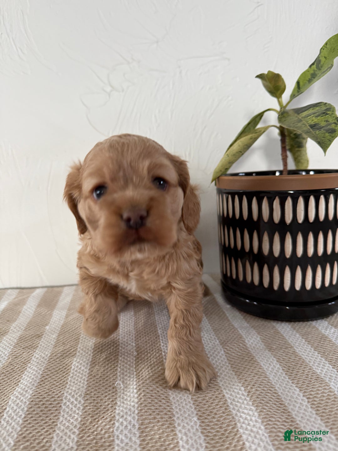 Cocker Spaniel dogs for sale: Daisy - Ad 3
