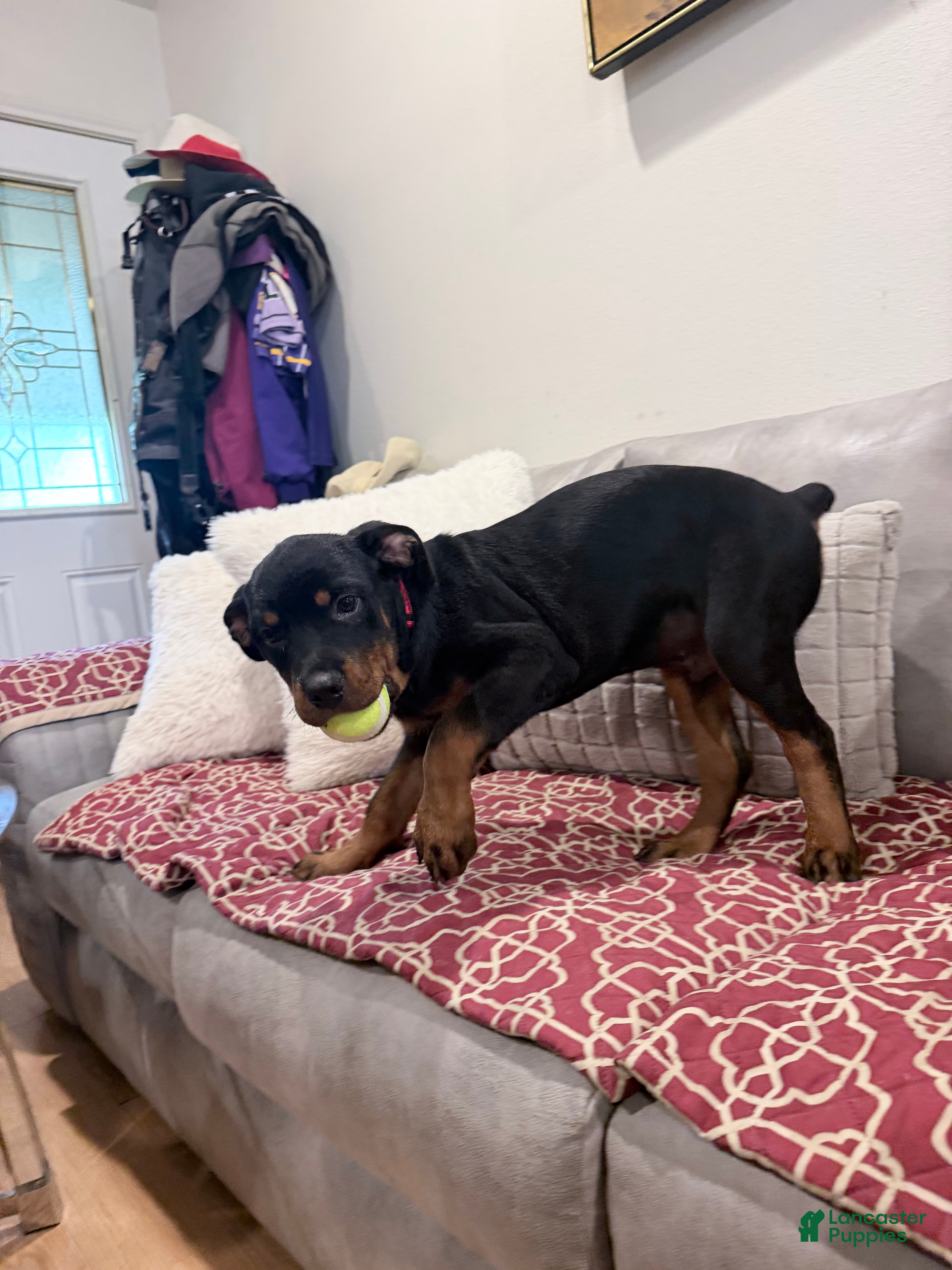 Rottweiler dogs Red collar boy - Ad 1