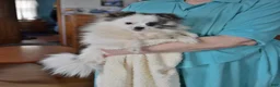 Pomapoo dogs for sale: Hermione - Ad 5