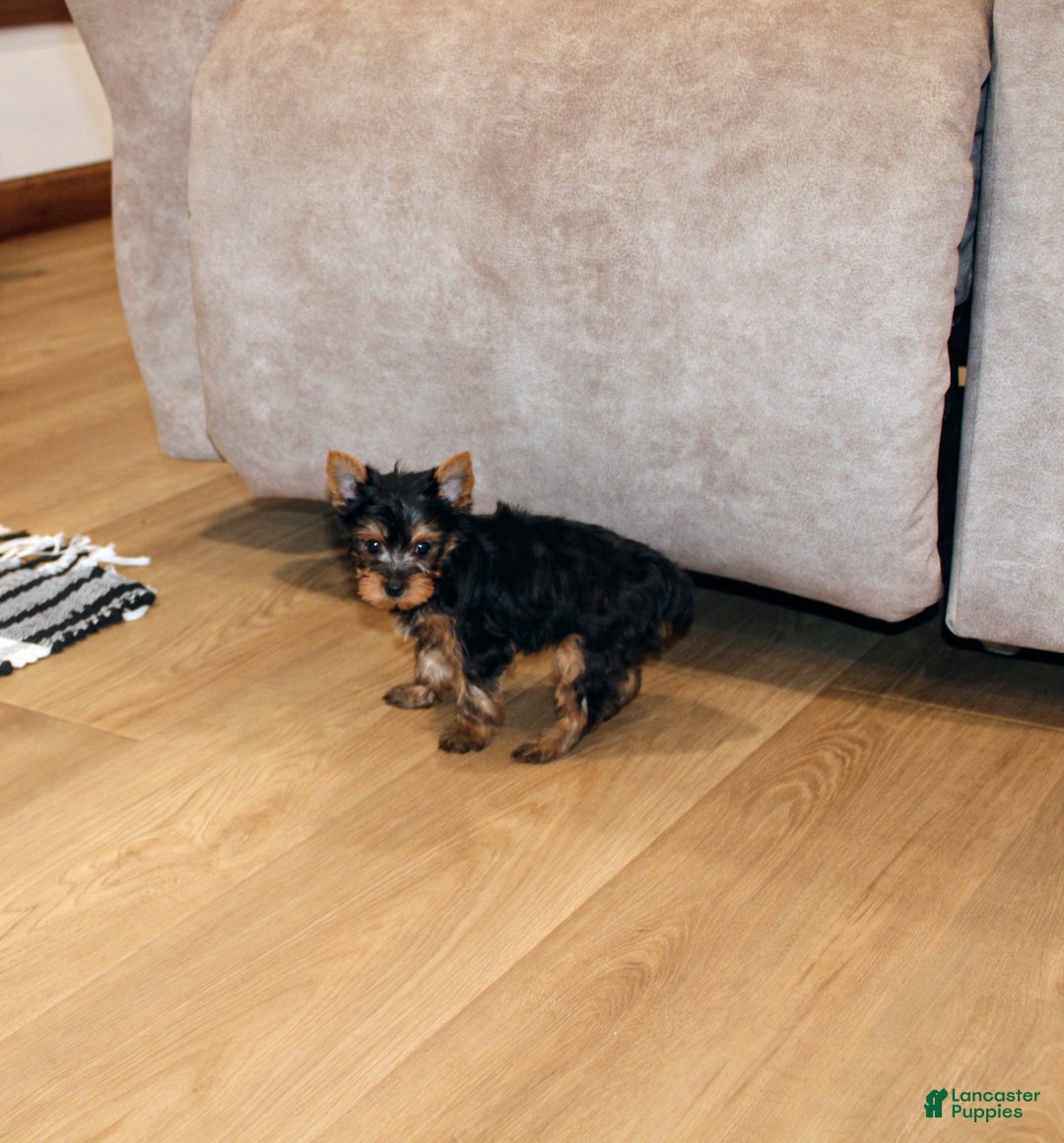 Yorkshire Terrier dogs for sale: Peaches - Ad 4