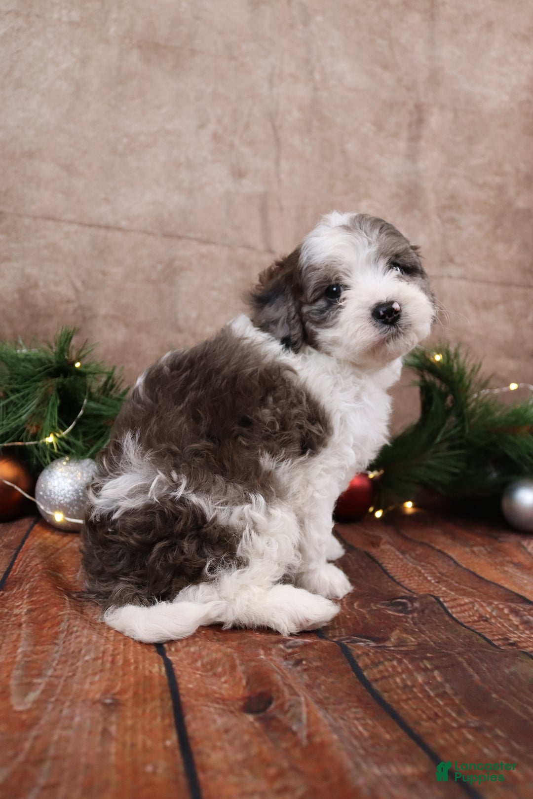 Cavapoo dogs for sale: Coal - Ad 4