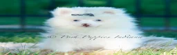 Pomeranian dogs for sale: Marshmallow - Ad 5