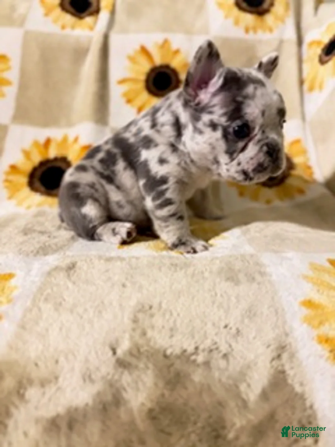 Mixed Breed dogs for sale: Sprout - Ad 2